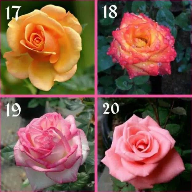 tanaman hias mawar holland indukan