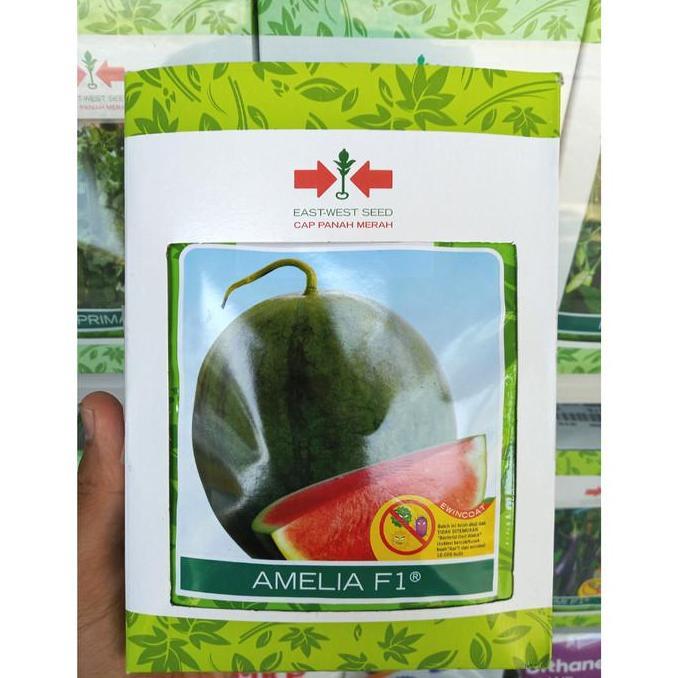 Benih AMELIA F1 (360 Biji) - Bibit Semangka Non Biji Cap Panah Merah
