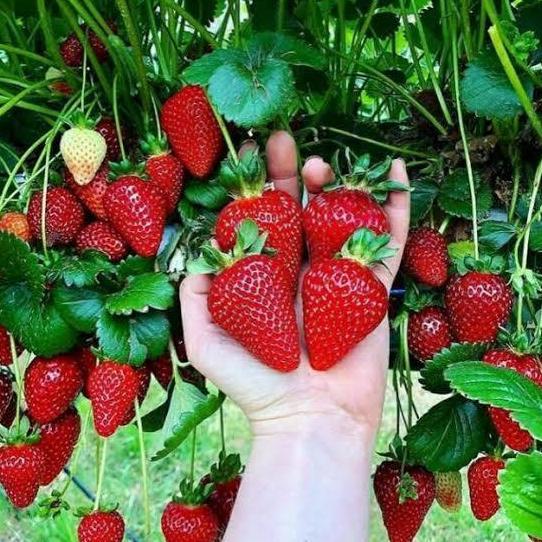 Benih buah strawberry california jumbo