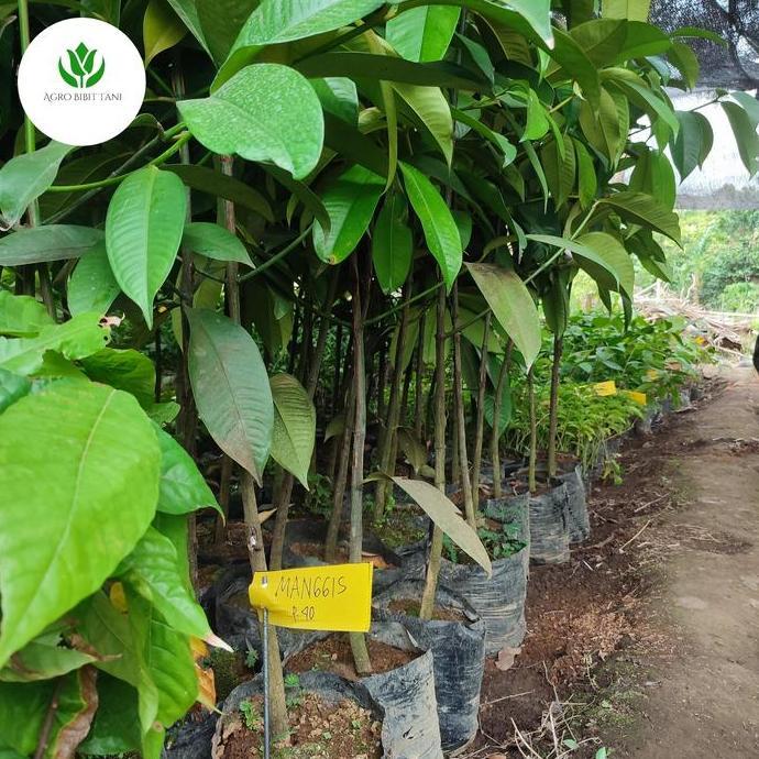 Bibit Manggis Tinggi 1-2 Meter , Pohon Tanaman Buah Manggis Okulasi kualitas premium