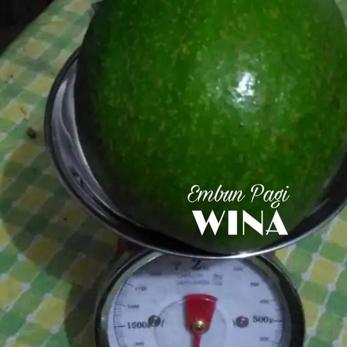 Bibit Buah 5 jenis Pohon Alpukat Unggul kualitas premium