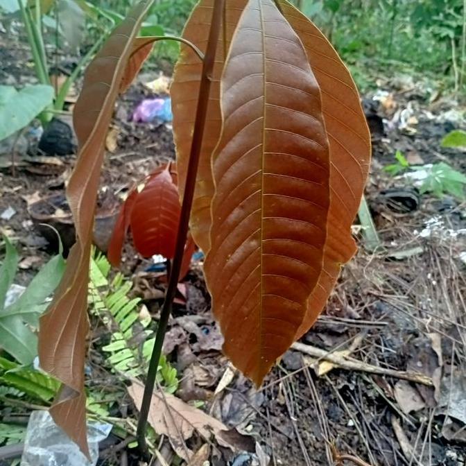 bibit pohon buah pakel kualitas premium