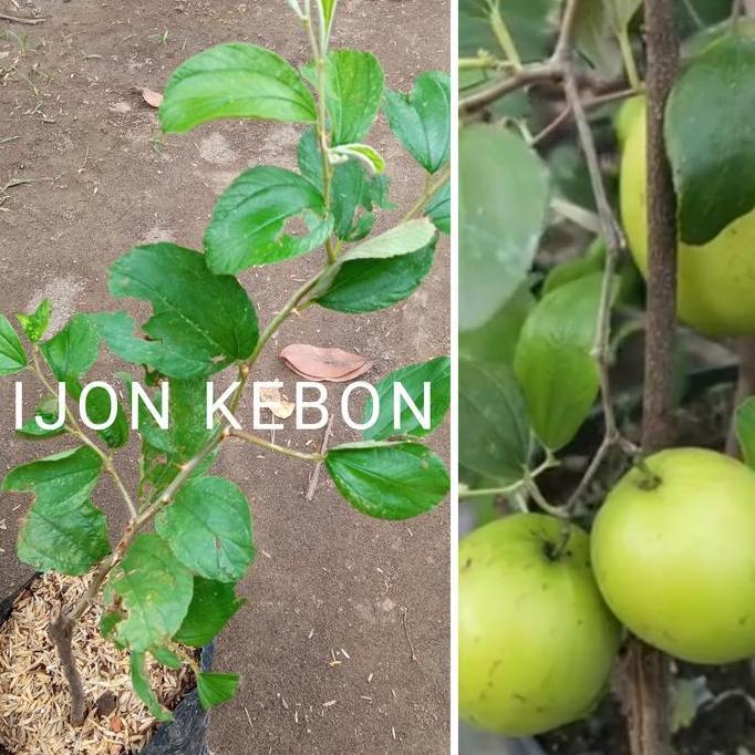 bibit pohon buah apel futsa apel india bidara india kualitas premium