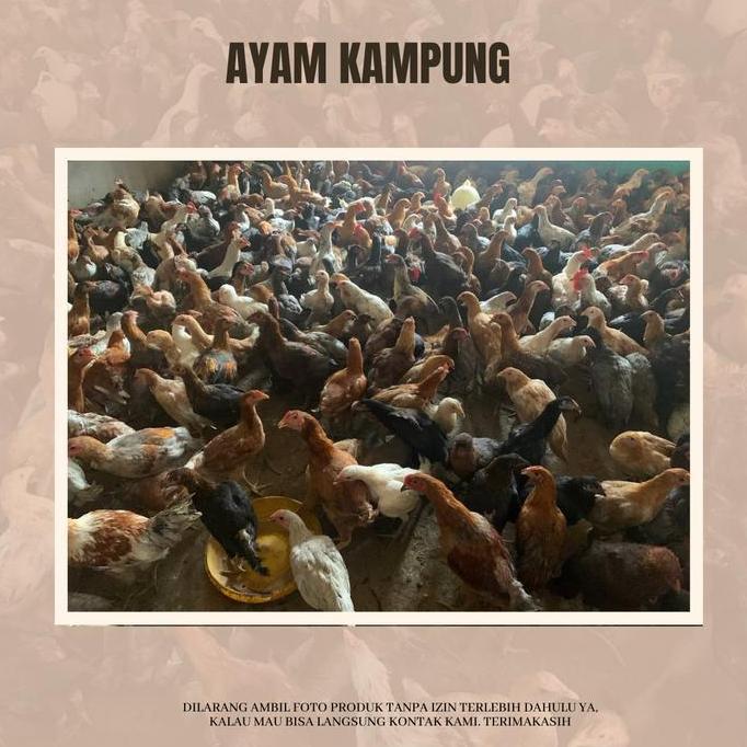 Ayam Kampung Fresh Utuh/Karkas 1Kg