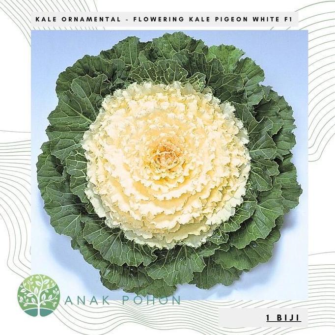 Benih Bibit Biji - Flowering Kale Pigeon White F1 Kale Ornamental Seeds - IMPORT