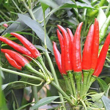 Benih Bibit Biji - Cabai Chaotian Pepper Pepper Seeds