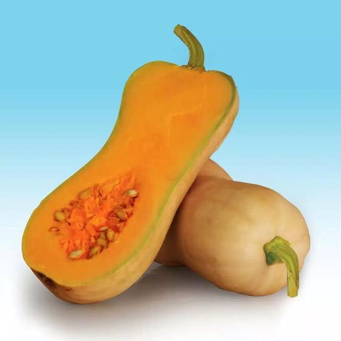 ( 1 PACK ) Benih Labu Butternut LABUMADU F1 - Cap Panah Merah