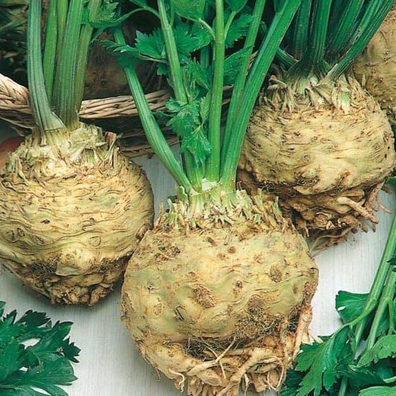 Benih Bibit Biji - Celeriac Monarch / Seledri Umbi Seeds - IMPORT