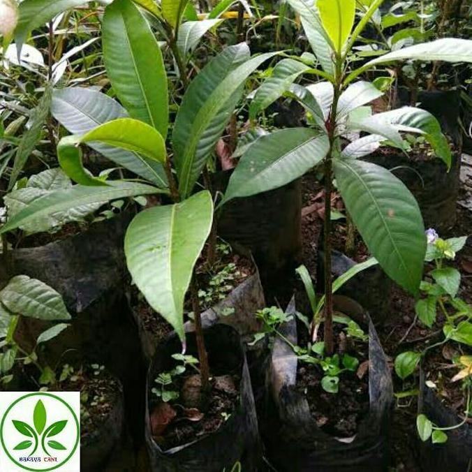 Bibit Tanaman Buah Kemang/Pohon Buah Kemang Terbaik