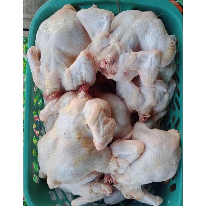 Terlaris AYAM POTONG FROZEN MURAH SEGAR BROILER DAGING KARKAS BEKU BOILER BEKASI NEGERI NEGRI FRESH 