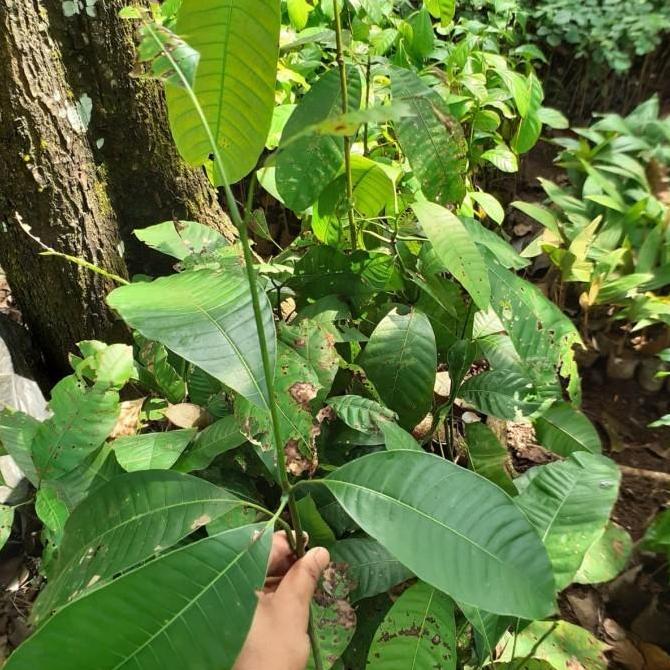 Bibit LANGKA Buah Mangga Kweni - Buah Kuweni -Tanaman Kueni - Bembem Terbaik