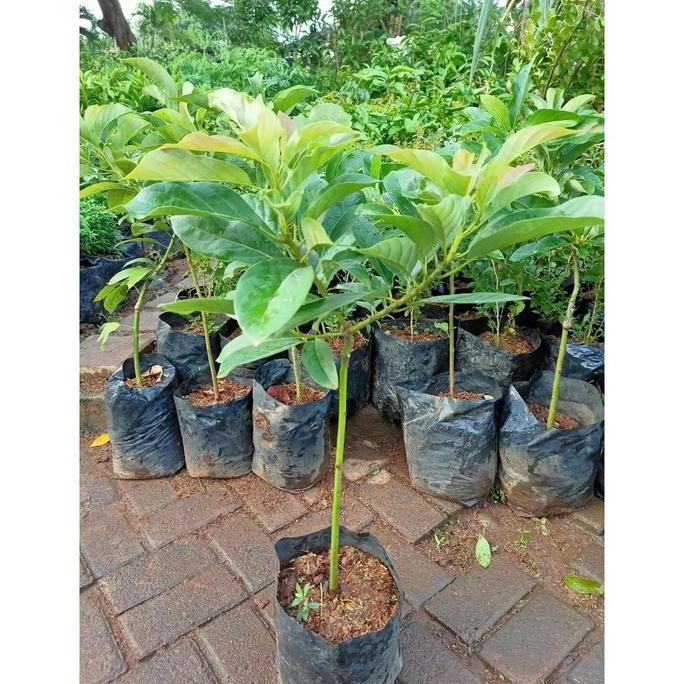 [cangkok okulasi] bibit tanaman pohon buah alpukat aligator mentega Terbaik