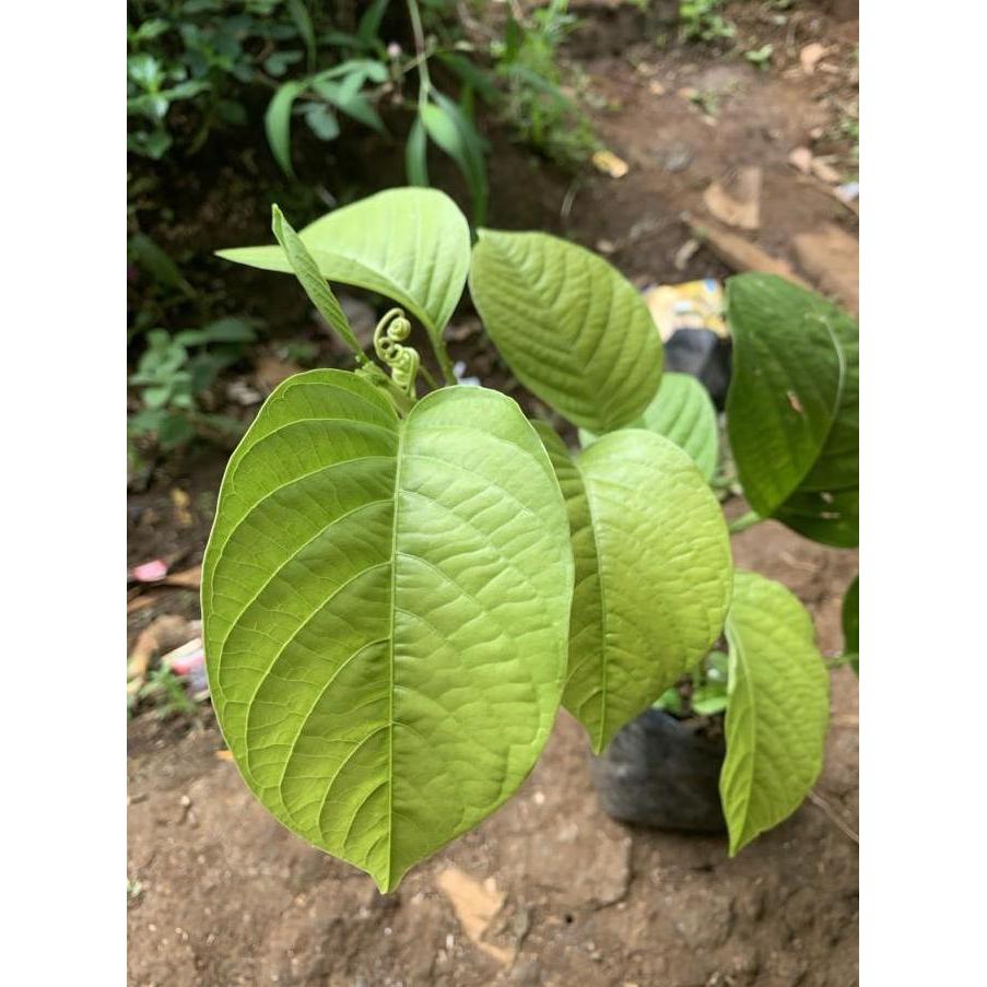 Bibit tanaman sudah jadi buah markisa jumbo/buah erbis Terbaik