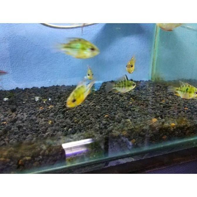 Ramirezi Ballon German