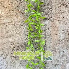 Daun Lee Kwan Yew Juntai Daun Tirai Rambat Artificial Hoya Costa Janda Merana Dekorasi Dinding Monst
