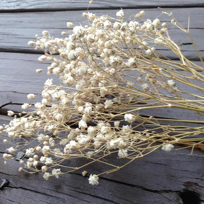 Babys Breath (Gypsophila) Kering | Dried Baby Breath | Bunga Kering