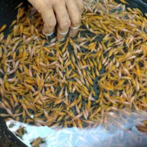 Skyfish- Ikan Mas Kecil Hidup Pakan Ikan Predator
