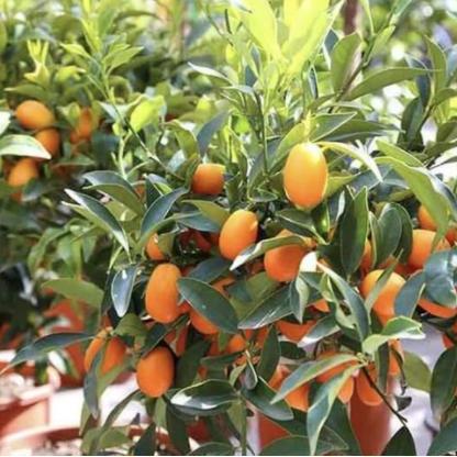 NEW TANAMAN BUAH JERUK NAGAMI // TANAMAN BUAH // JERUK NAGAMI ORI