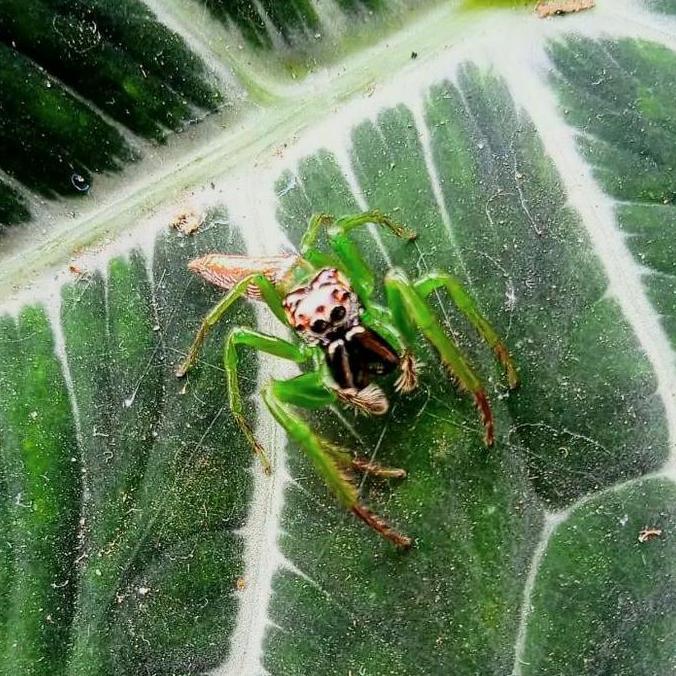 green jumping spider