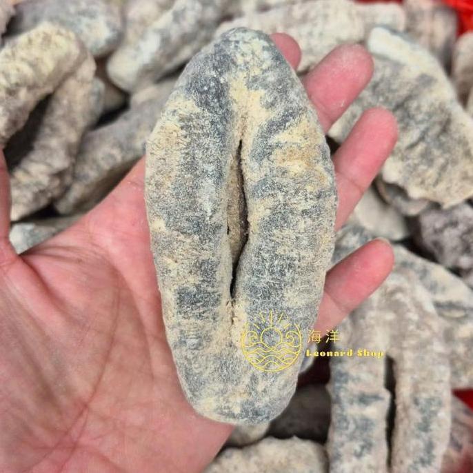 HAISOM SUSU PUTIH / TUBOSOM 500GR SUPER KERING ( 1 KILO JADI 4-5 KG) BERKUALITAS BESAR TEBAL DAN KEN