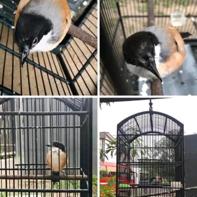 pentet blangkon full LM