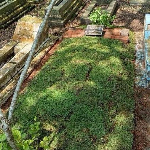 SUPER HEMAT - PAKET Rumput jepang untuk 1 makam full ( 50 Pcs / Lempeng Rumput Jepang Hidup ) Rumput