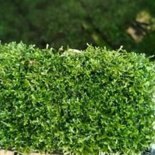 lempeng ricardia mos taneman aquascape