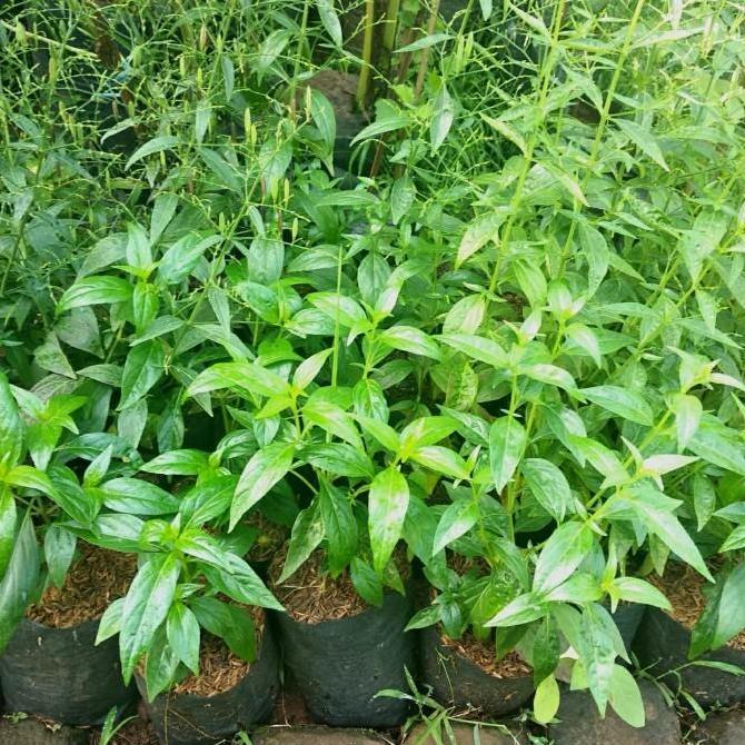 Bibit tanaman sambiloto Daun sambiloto