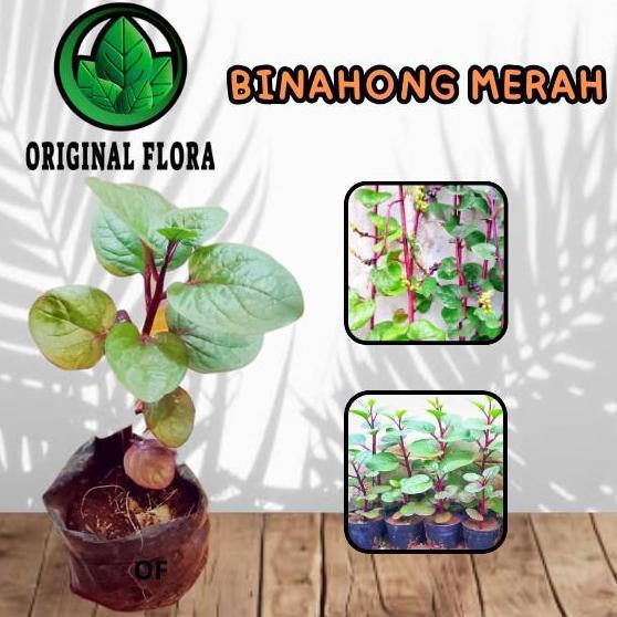 Tanaman Obat Gendola Merah Binahong Merah Daun Binahong Bibit Binahong