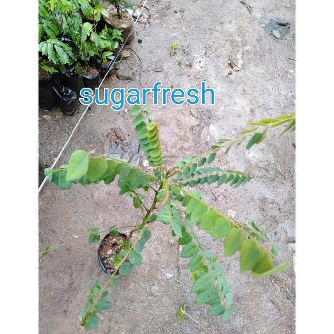 Bibit belimbing wuluh - Pohon belimbing wuluh