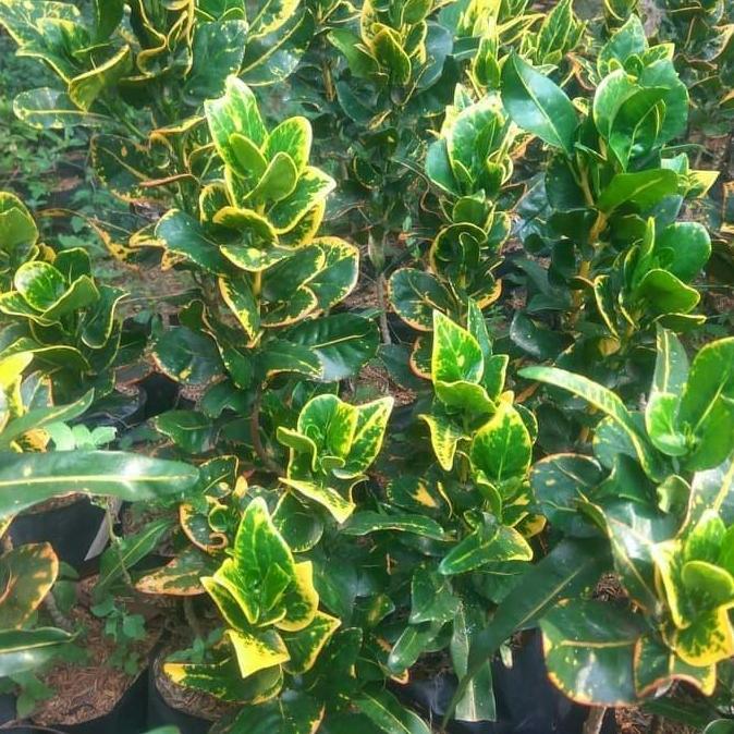 tanaman hias puring koin - puring jengkol - puring koin