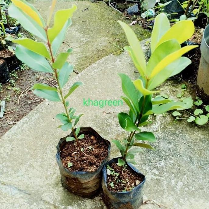 Bibit Pohon Jamblang Hitam - Buah Jamblang Duwet/Jambu Kling
