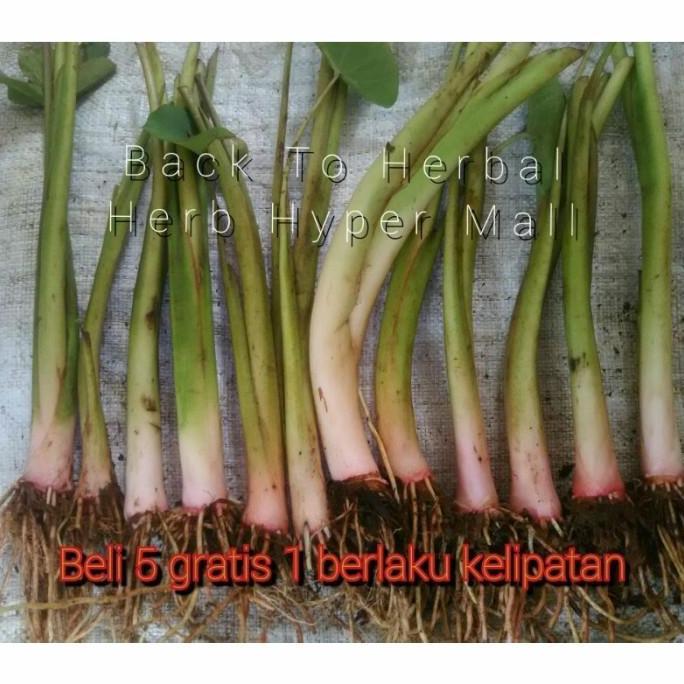 BIBIT UNGGUL TALAS PRATAMA JUMBO