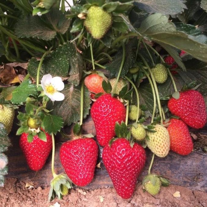 BENIH/BIBIT/BIJI STRAWBERRY JUMBO CALIFORNIA (ISI 20 BIJI)
