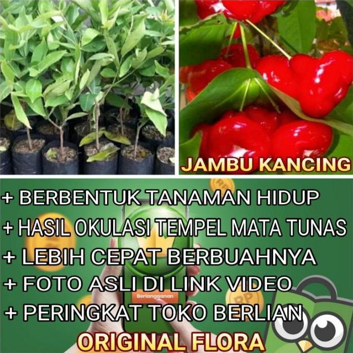 Bibit Jambu Air Kancing Tanaman Jambu Pohon Jambu Kancing