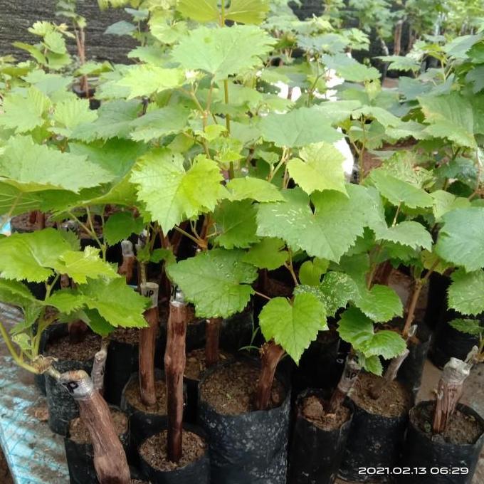 Bibit Anggur Jupiter - Anggur Impor Jupiter grafting