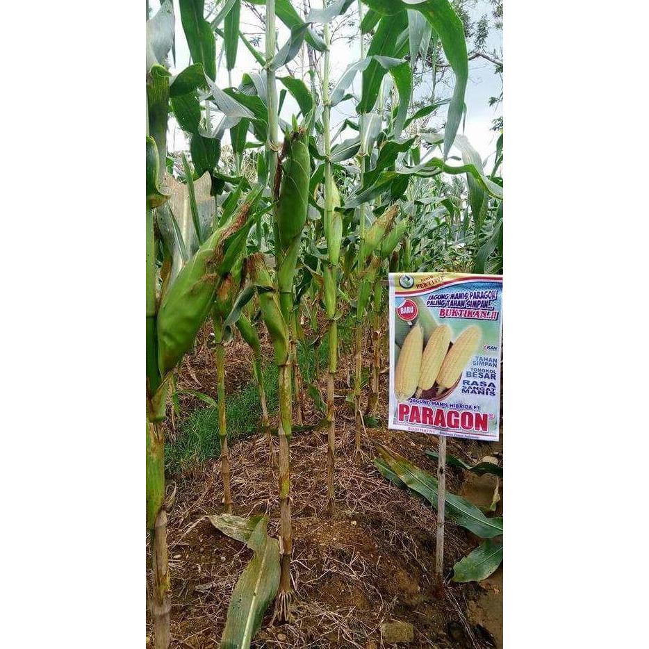 benih / bibit jagung manis PARAGON