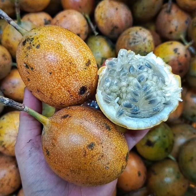 Fruting- Markisa Madu | Markisa Bali Madu | Markisa