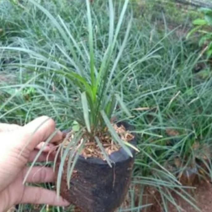 kucai gondrong/kucai tinggi