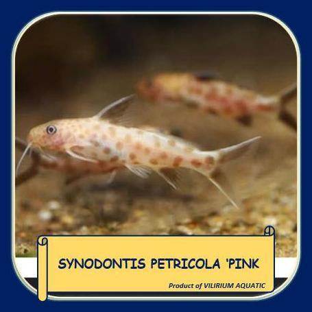 Sale Ikan Hias Air Tawar - Pink Petricola / Pink Synodentis / Pink Synodontis Petricola