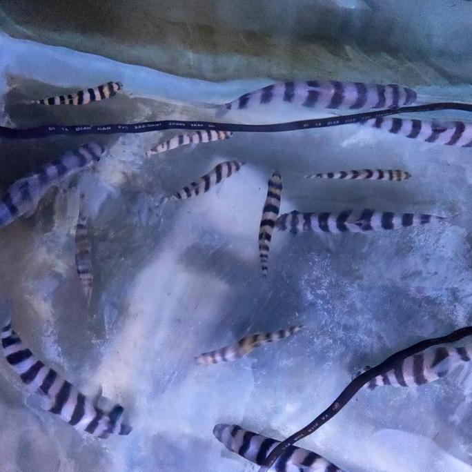 Murah Ikan Hias Ikan Kaos Kaki Leporinus