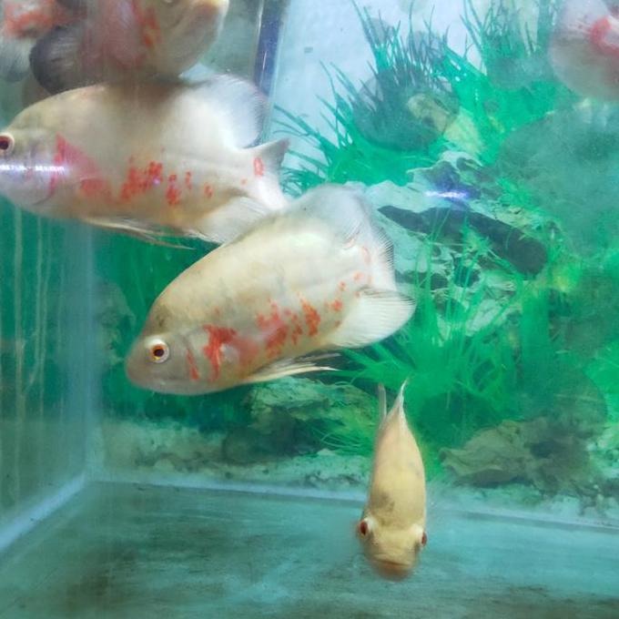 Murah Ikan Hias Ikan Oscar Albino Tankmate Ikan Predator