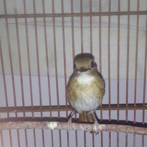 burung SRDC rajin ngeriwik pilihan