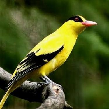 burung kepodang emas J a w a/ kepodang emas  kecil pilihan
