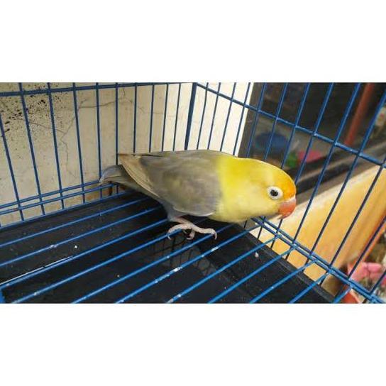 LOVEBIRD PARBLUE PASTEL /BURUNG LOVEBIRD PASTEL