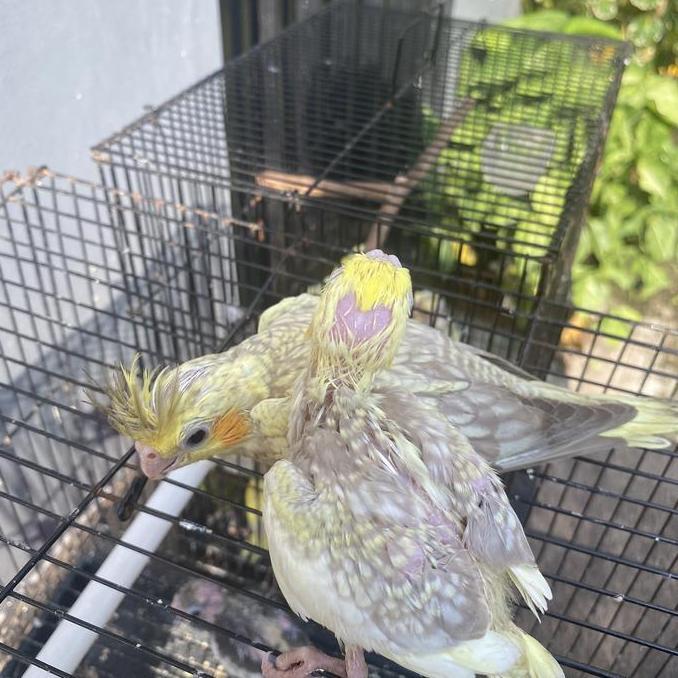 FALK AUSTRALIA LOLOHAN 1PAKET MAKAN & SPET BURUNG 1EKOR