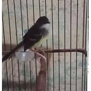 Burung ciblek semi jantan rawatan lama rajin bunyi