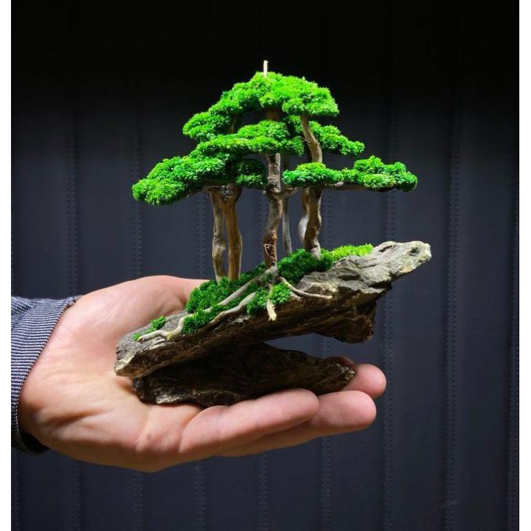 BONSAI AQUARIUM AQUASCAPE MURAH AQUARIUM AQUASCAPE HIASAN AQUARIUM MINI AQUARIUM SP