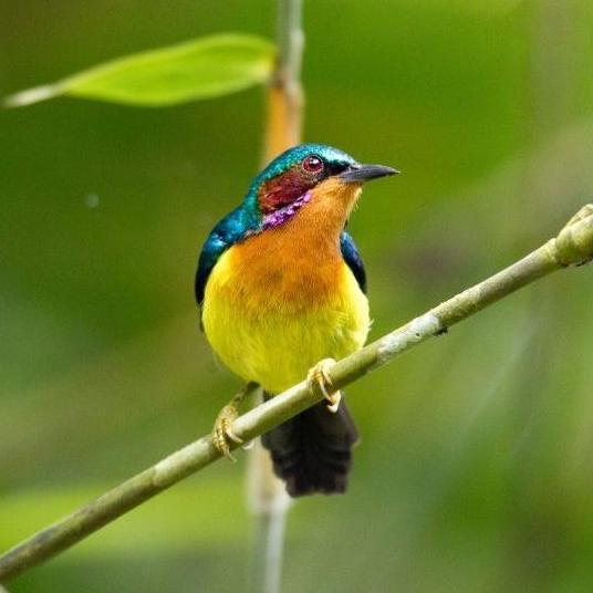 burung kolibri wulung pilihan