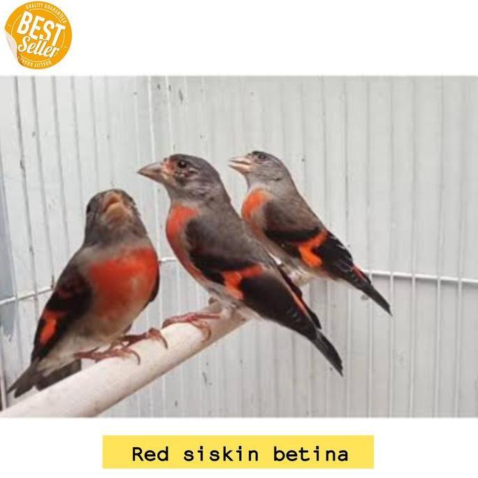 burung red siskin betina cewek siap ternak